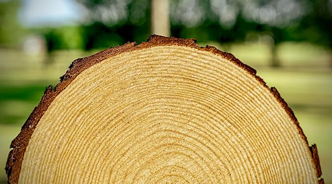 Set of (12) 8-9" Wood Slices for centerpieces! Wedding and Baby Shower centerpieces 8 inch Wood Slices (8-9 inch Set of 12)